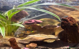 Other/Mixed Breed fish for sale: 5 beautiful male endlers guppies - Image 4