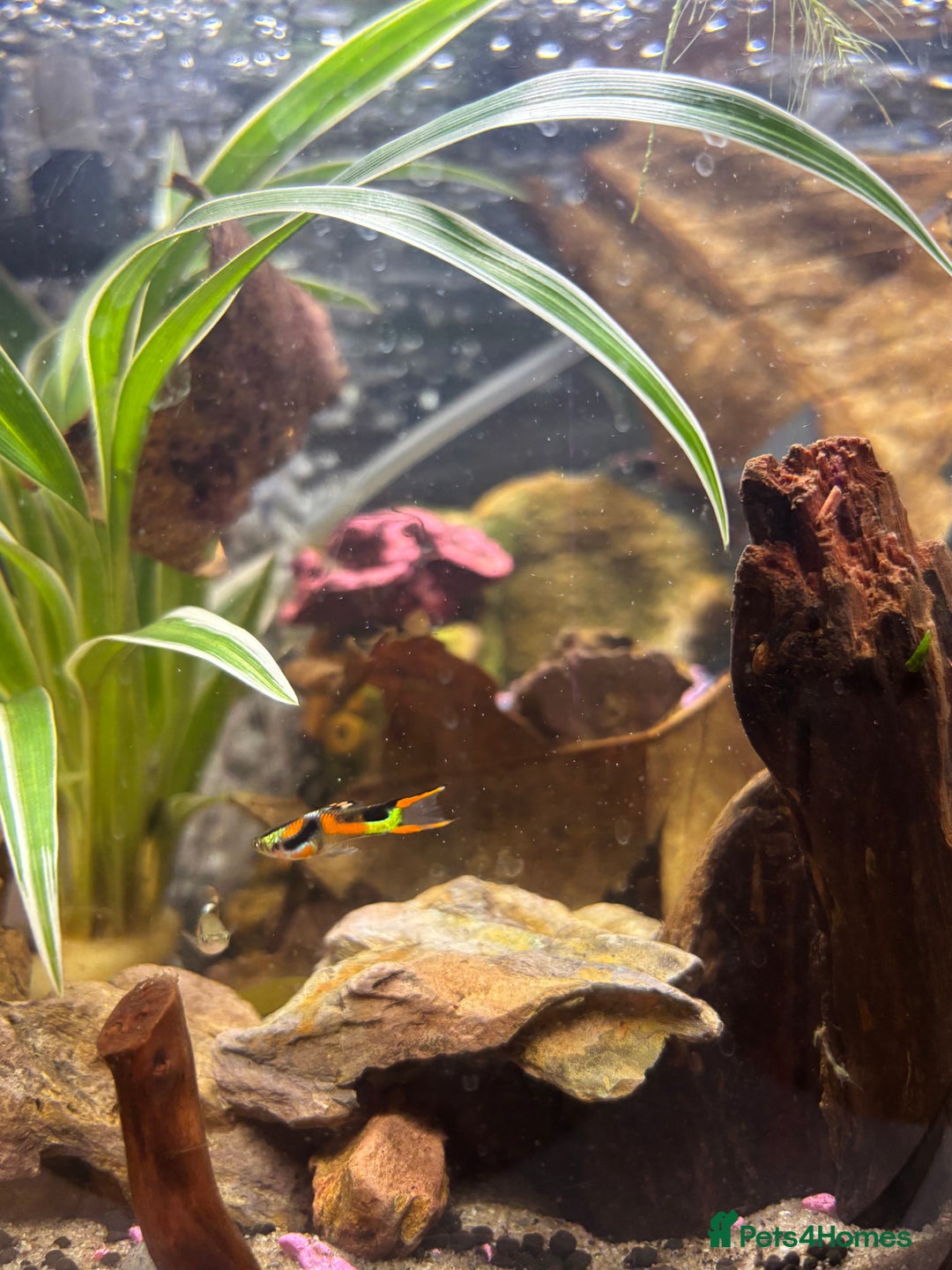 Other/Mixed Breed fish for sale: 5 beautiful male endlers guppies - Image 4