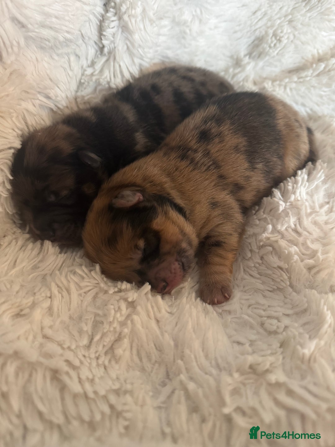 Chow Chow dogs for sale: 5 beautiful Chowchow puppies  - Advert 5