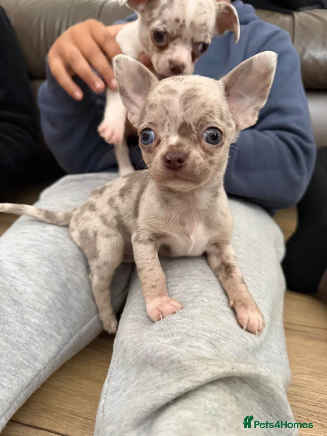 Chihuahua dogs for sale: Stunning litter of Merle & lilac chihuahuas  - Advert 1