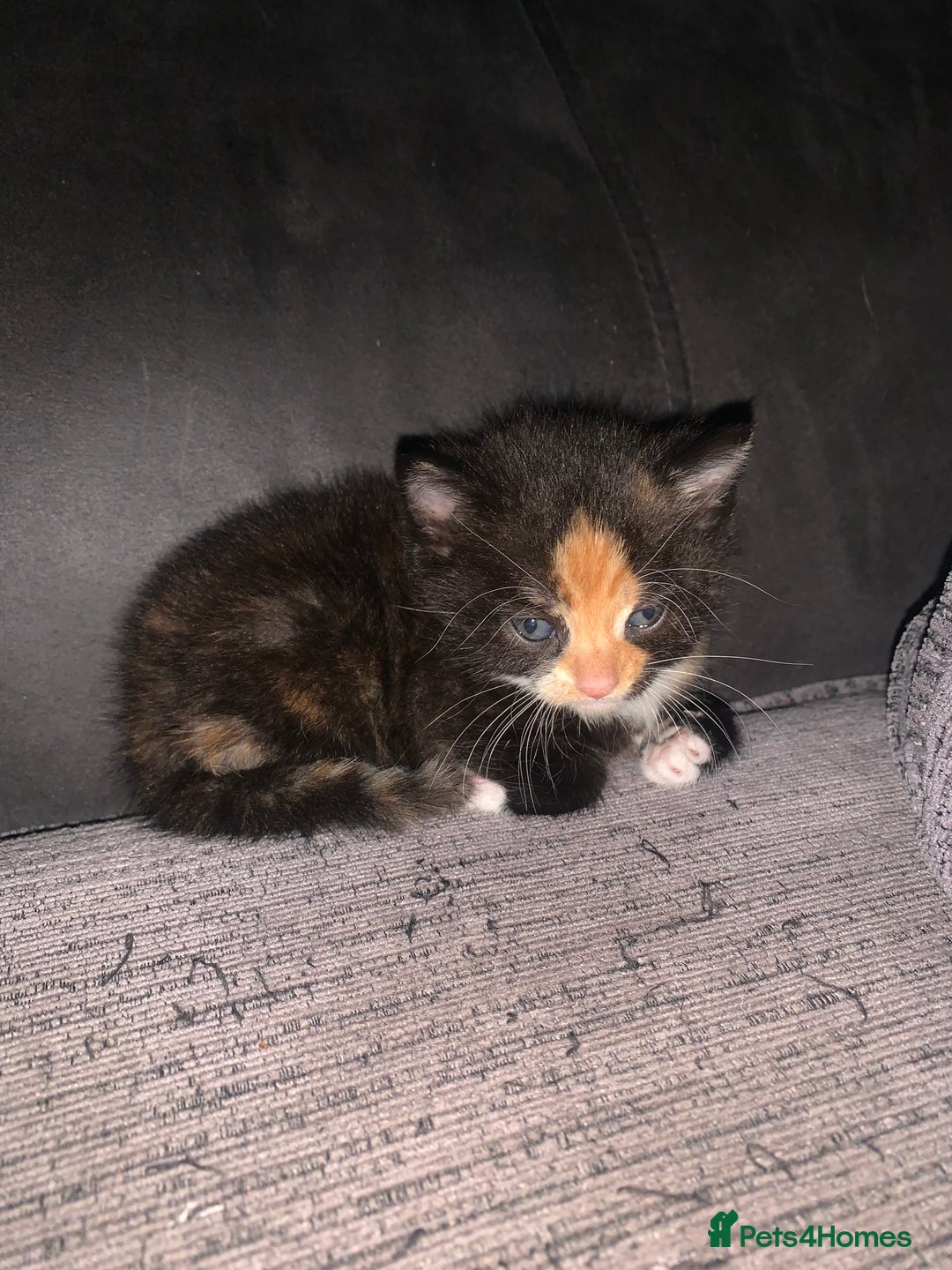 Mixed Breed cats for sale: Beautiful litter of kittens for sale  - Advert 2