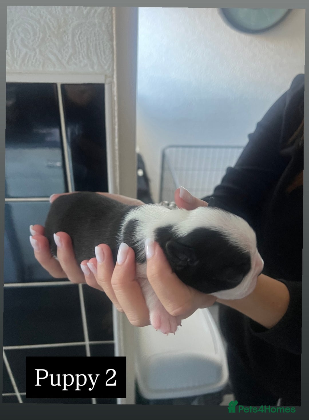 Boston Terrier dogs for sale: MAGGIES BEAUTIFUL PUPPIES  - Image 4