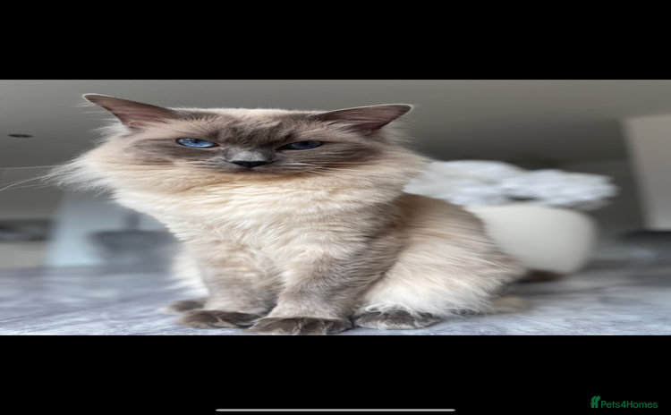 Ragdoll cats - Advert 15