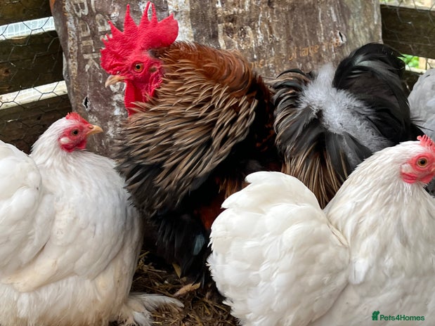 Chickens poultry in Bordon - Advert 8