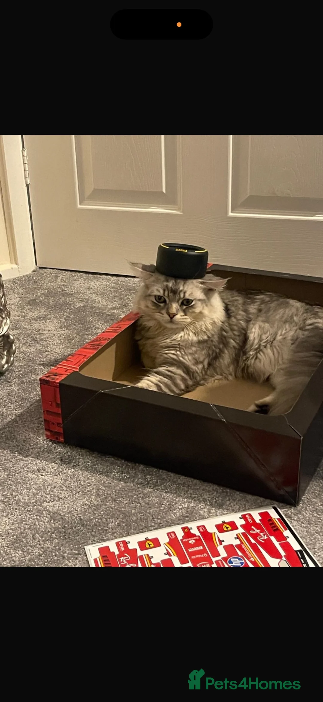 Mixed Breed cats for sale: Persian x ragdoll  in Coventry - Advert 2