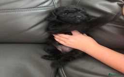 Cockapoo dogs for sale: For sale to beautiful pups  - Image 5