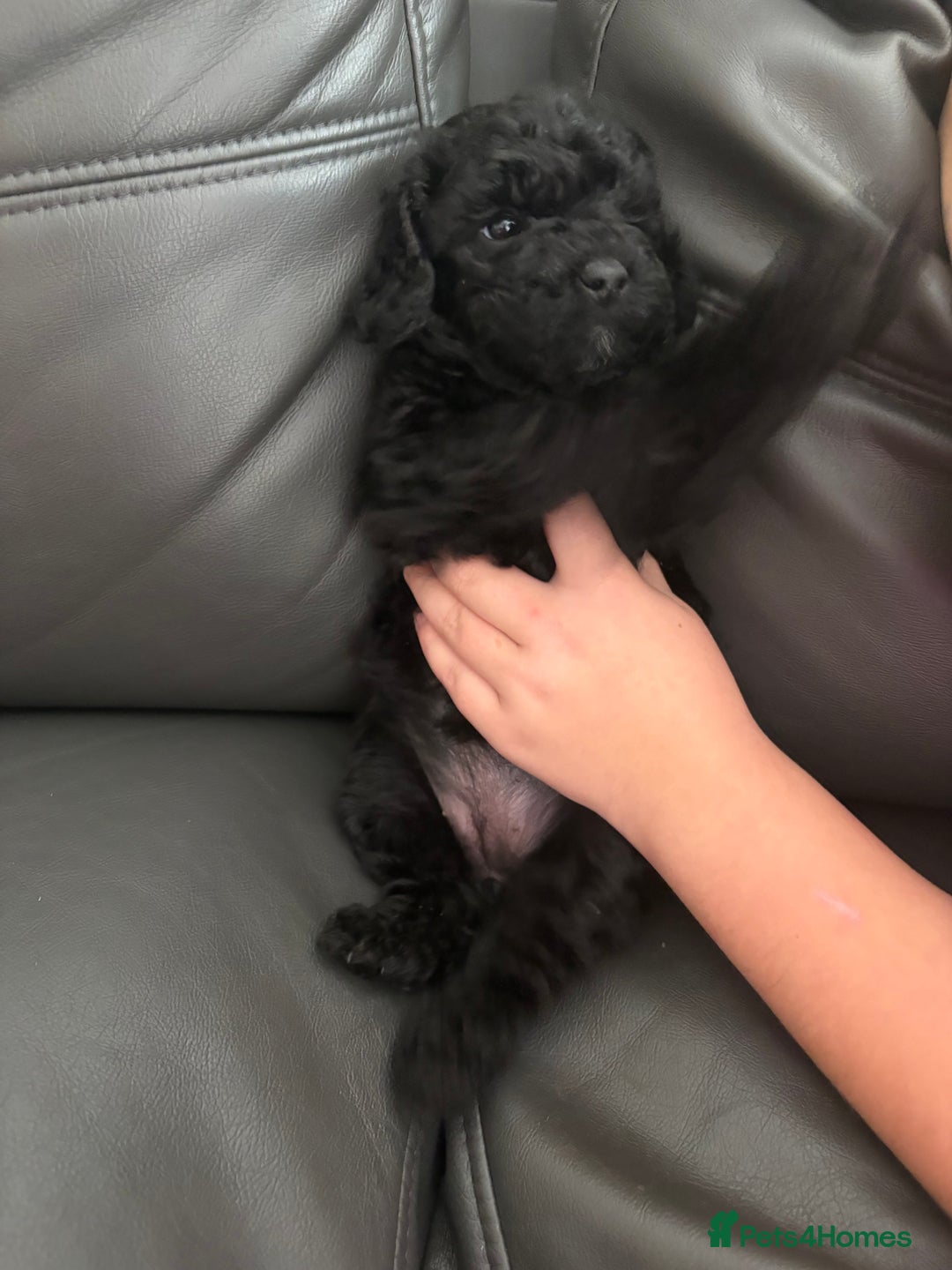 Cockapoo dogs for sale: For sale to beautiful pups  - Image 5