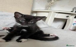 Mixed Breed cats for sale: Adorable kittens ready for loving homes! - Image 18