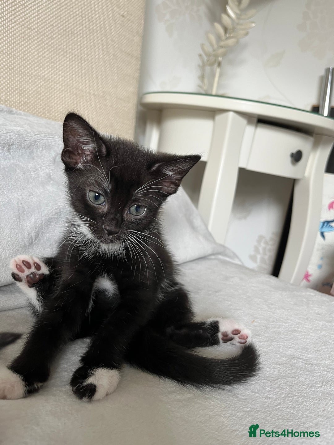 Mixed Breed cats for sale: Adorable kittens ready for loving homes! - Image 18