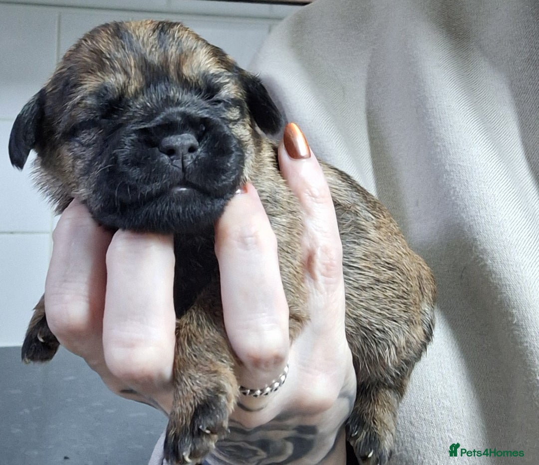 Border Terrier dogs for sale: Border Terrier Puppies - Advert 12