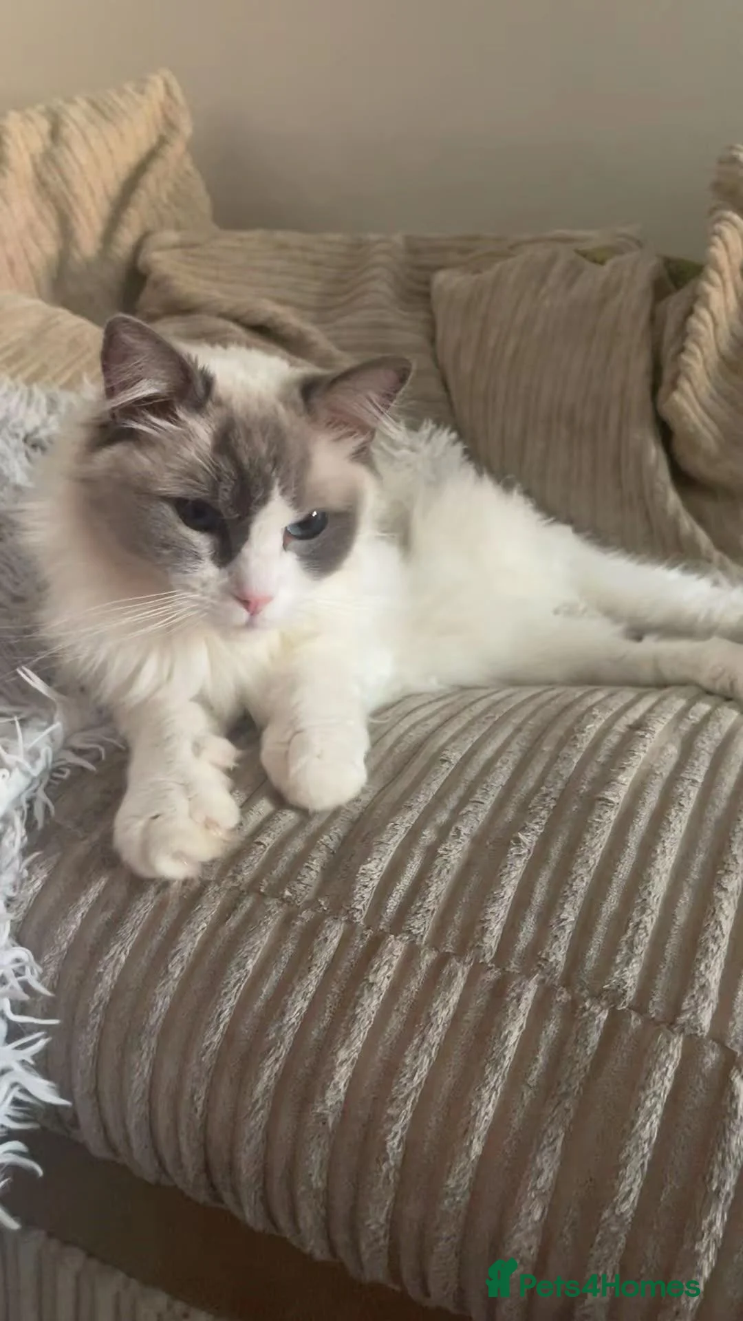 Ragdoll cats for sale: Lovely ragdoll for sale 8 years  - Advert 5