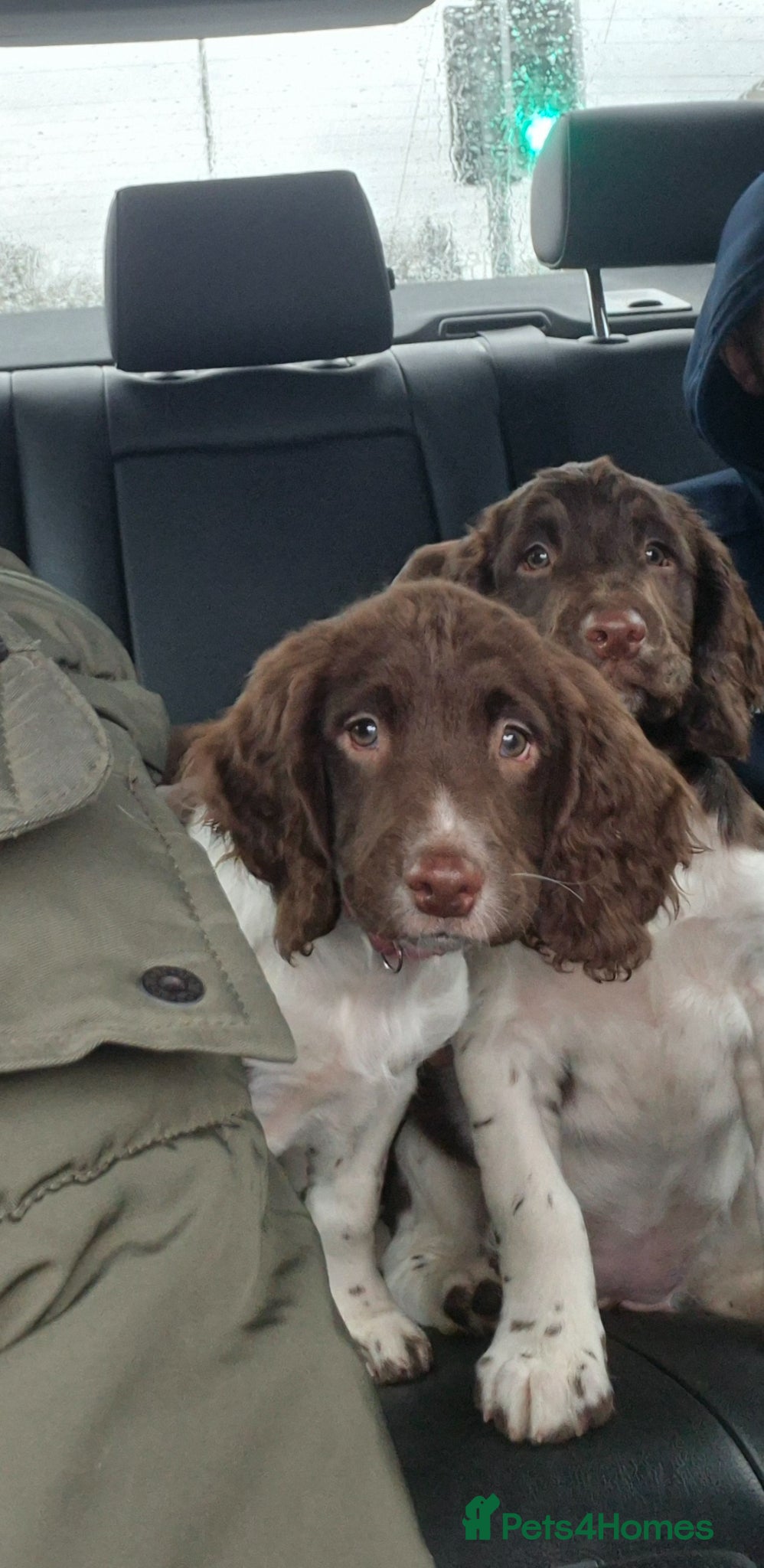 English Springer Spaniel dogs BEAUTIFUL ENGLISH SPRINGER SPANIEL KC REG PUP - Advert 3