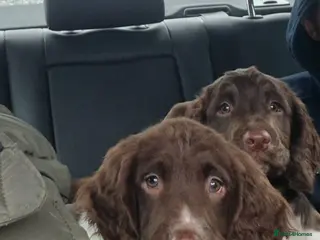 English Springer Spaniel dogs BEAUTIFUL ENGLISH SPRINGER SPANIEL KC REG PUP - Advert 3