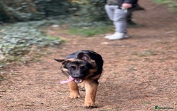 German Shepherd dogs for sale: Max- for sale  - Image 5