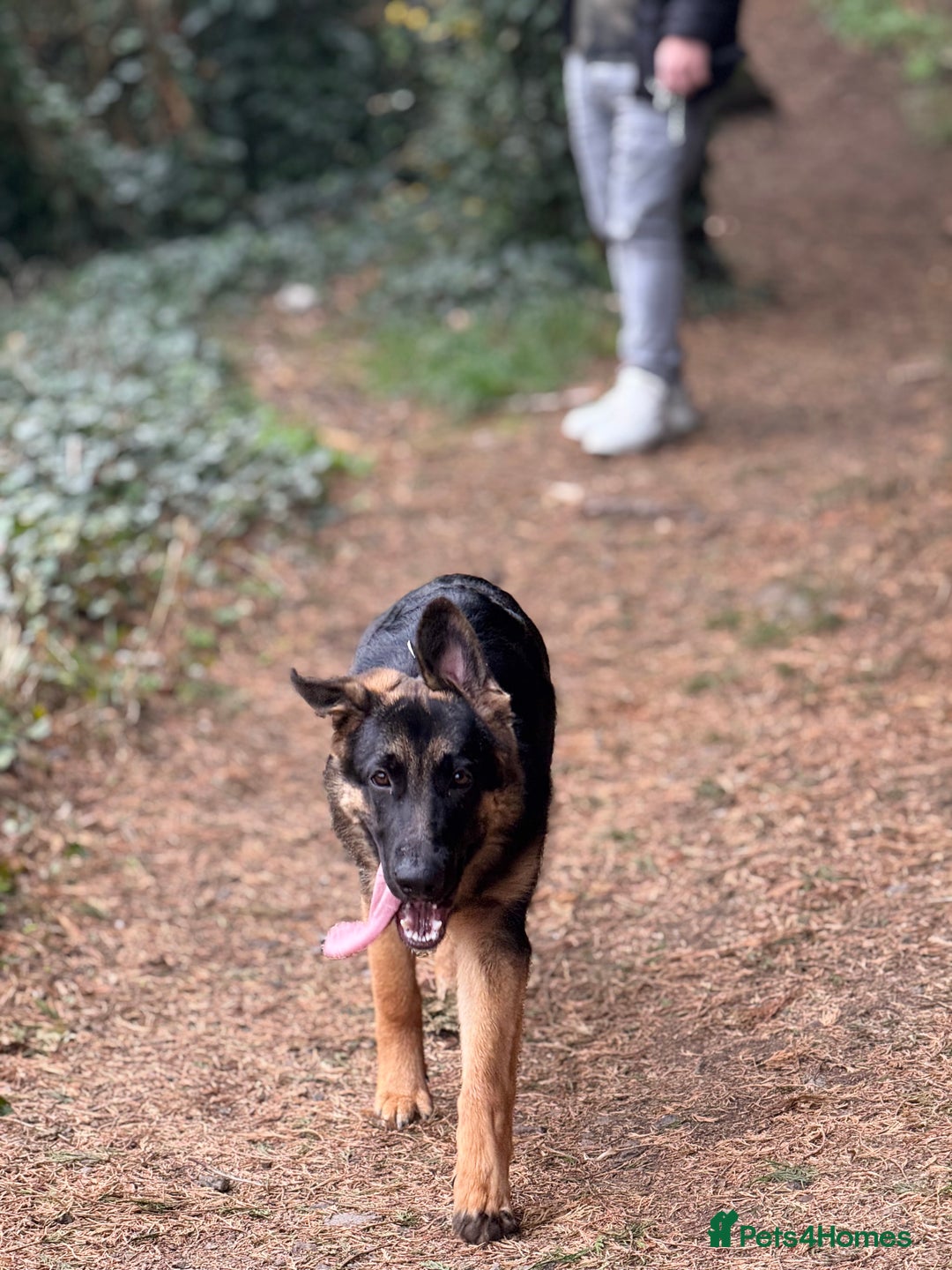 German Shepherd dogs for sale: Max- for sale  - Image 5