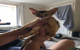 Abyssinian cats for sale: ⭐️Stunning Pedigree Abyssinian Kittens⭐ - Image 16