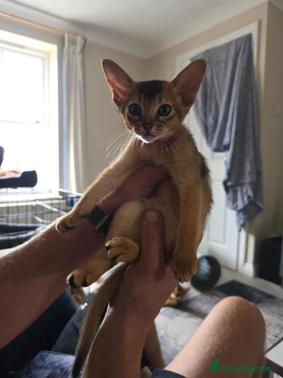 Abyssinian cats for sale: ⭐️Stunning Pedigree Abyssinian Kittens⭐ - Image 16