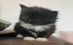 Mixed Breed cats for sale: nebelung cross kittens  - Image 1