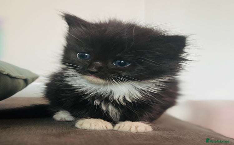 Mixed Breed cats - Advert 10