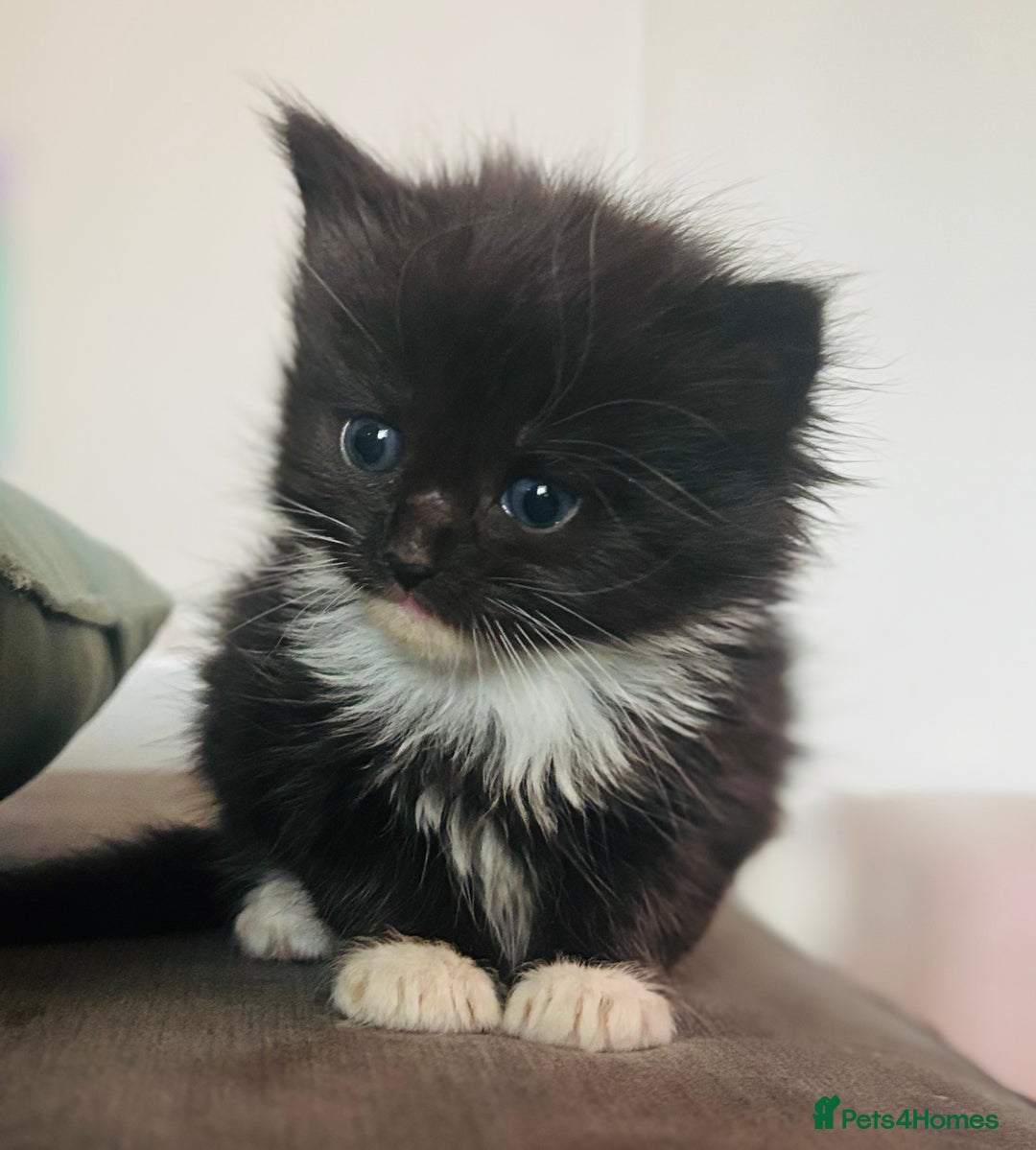 Mixed Breed cats for sale: nebelung cross kittens  - Image 1