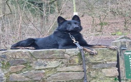 German Shepherd dogs for sale: LITTER DUE  - Image 3