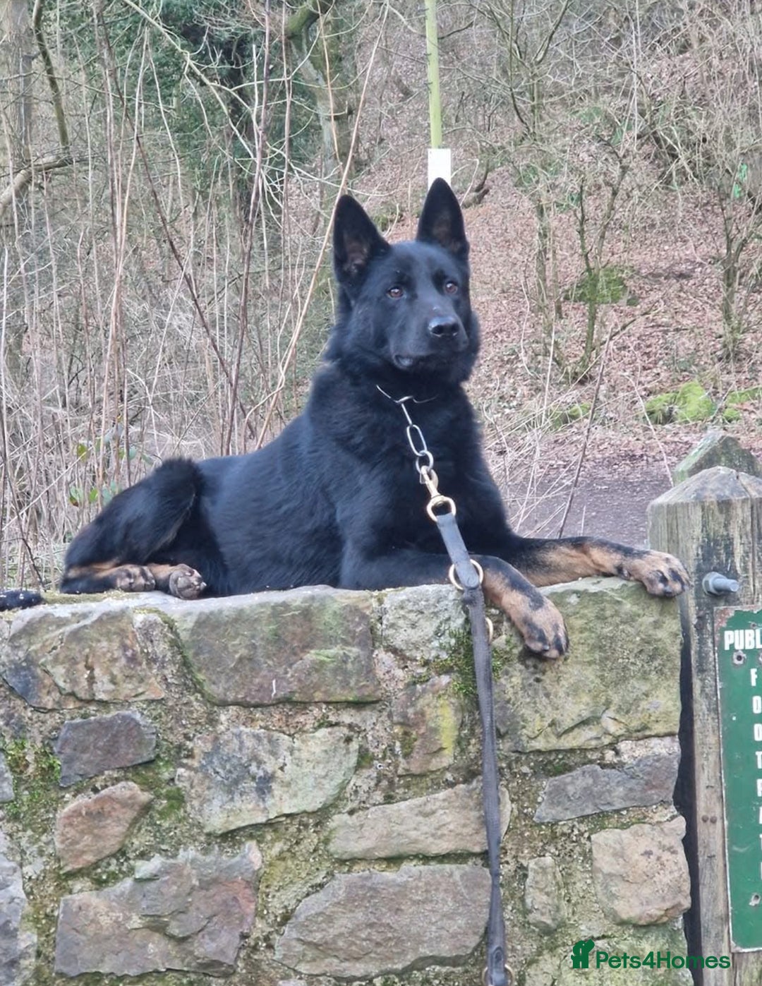 German Shepherd dogs for sale: LITTER DUE  - Image 3