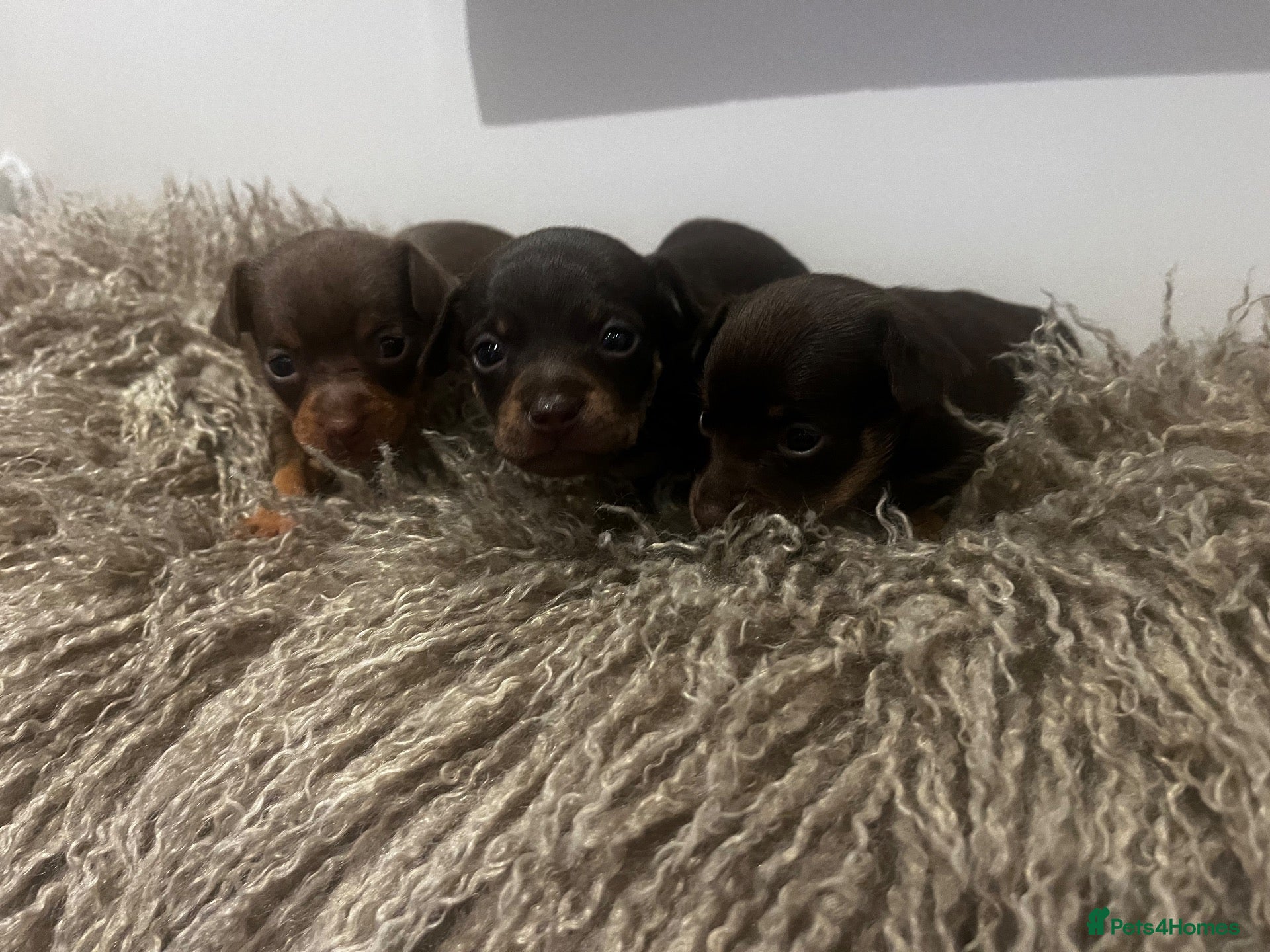 Russian Toy Terrier dogs RUSSIAN TOY TERRIERS  - Advert 2