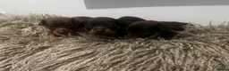 Russian Toy Terrier dogs for sale: RUSSIAN TOY TERRIERS  - Advert 2