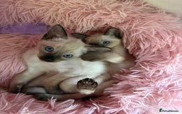 Siamese cats for sale: 2 male sealpoint siamese  - Image 1