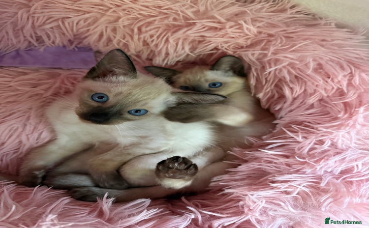 Siamese cats - Advert 1