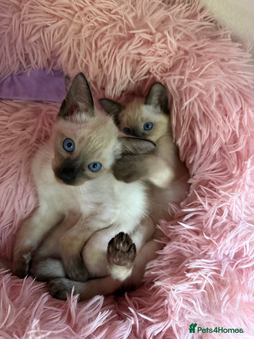 Siamese cats for sale: 2 male sealpoint siamese  - Image 1