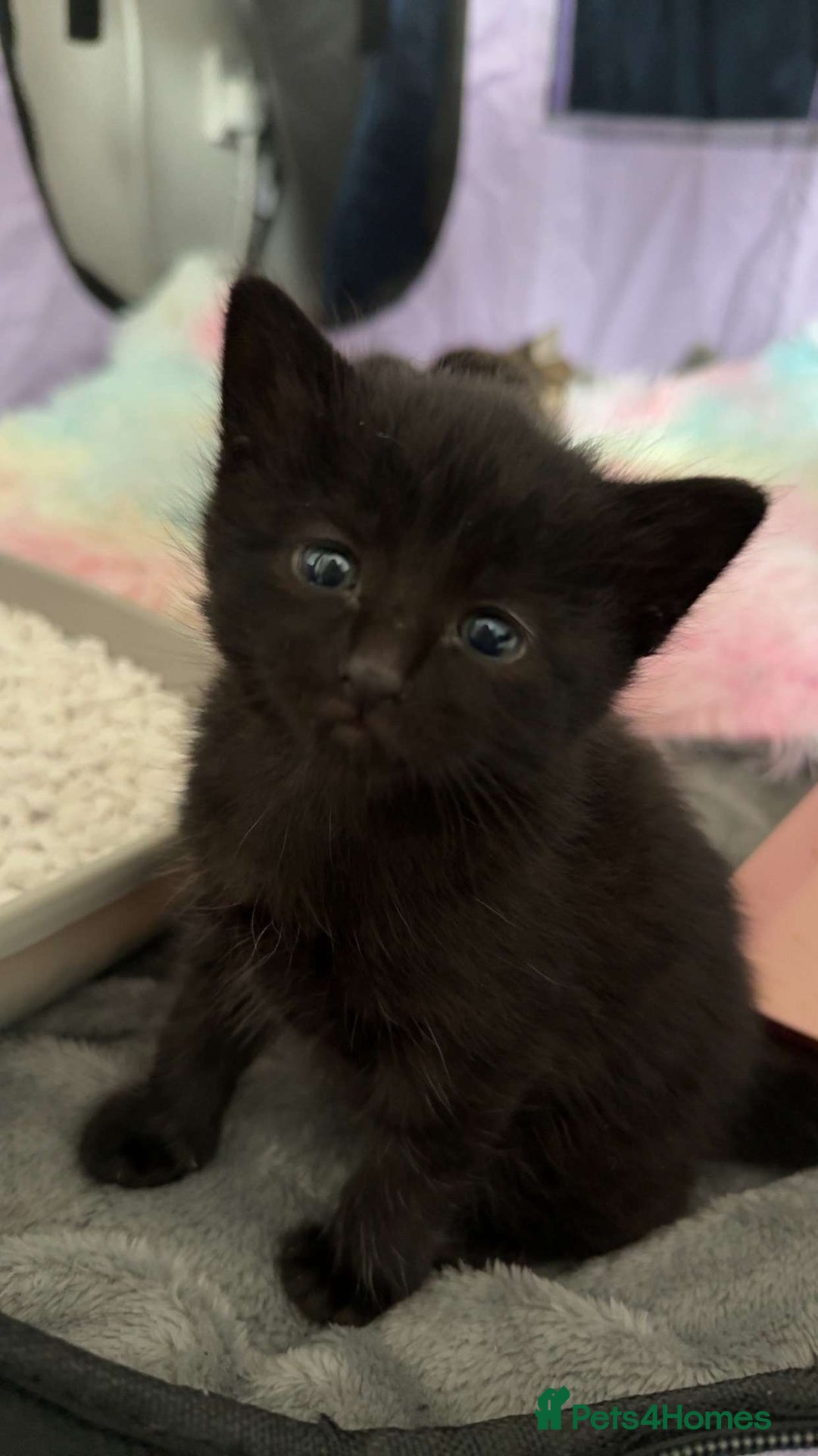Mixed Breed cats for sale: Two black males - Image 5