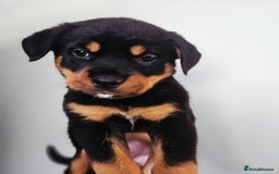 Rottweiler dogs for sale: READY NOW- Beautiful Rottweiler Puppies - Image 18
