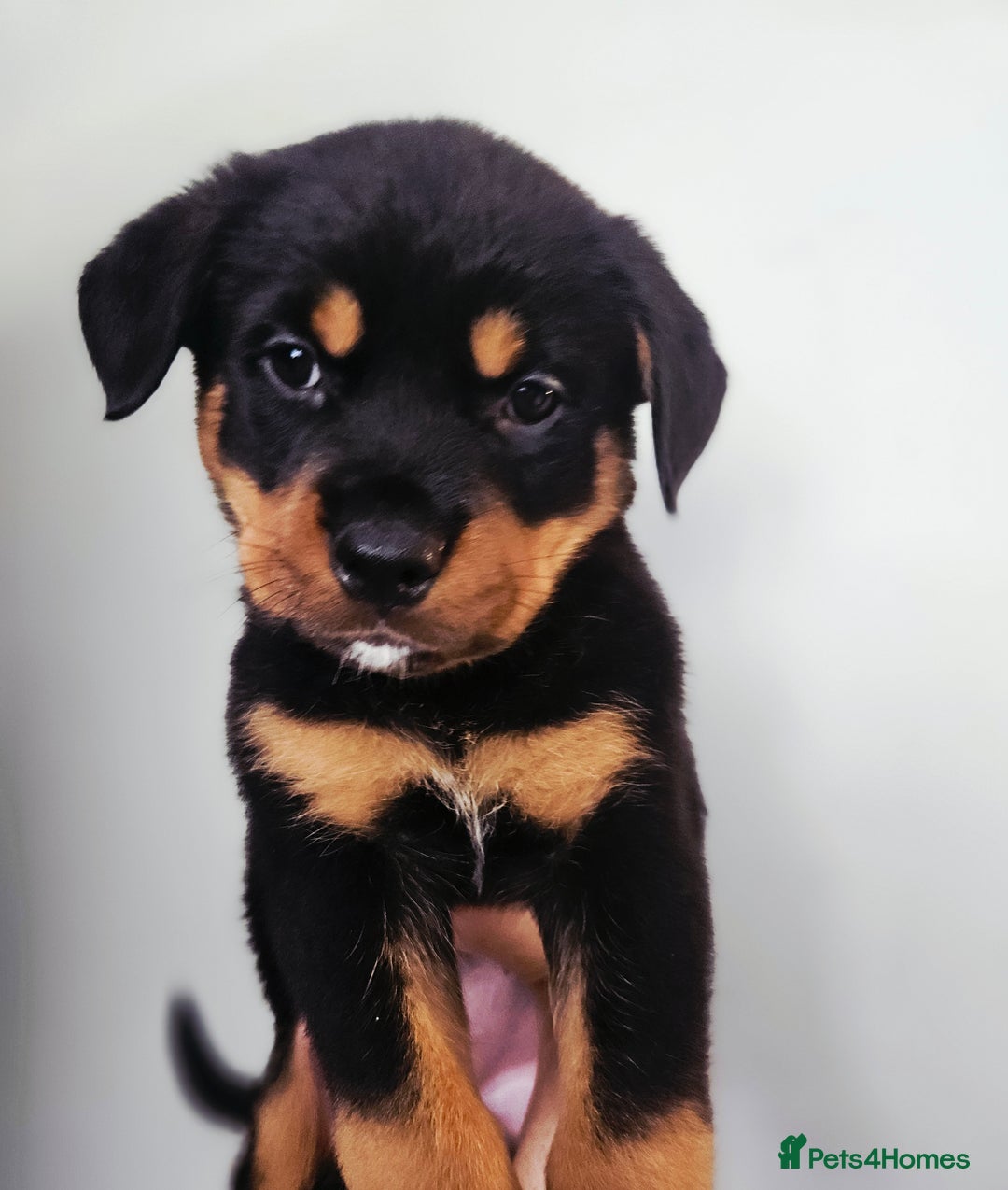 Rottweiler dogs for sale: READY NOW- Beautiful Rottweiler Puppies - Image 18