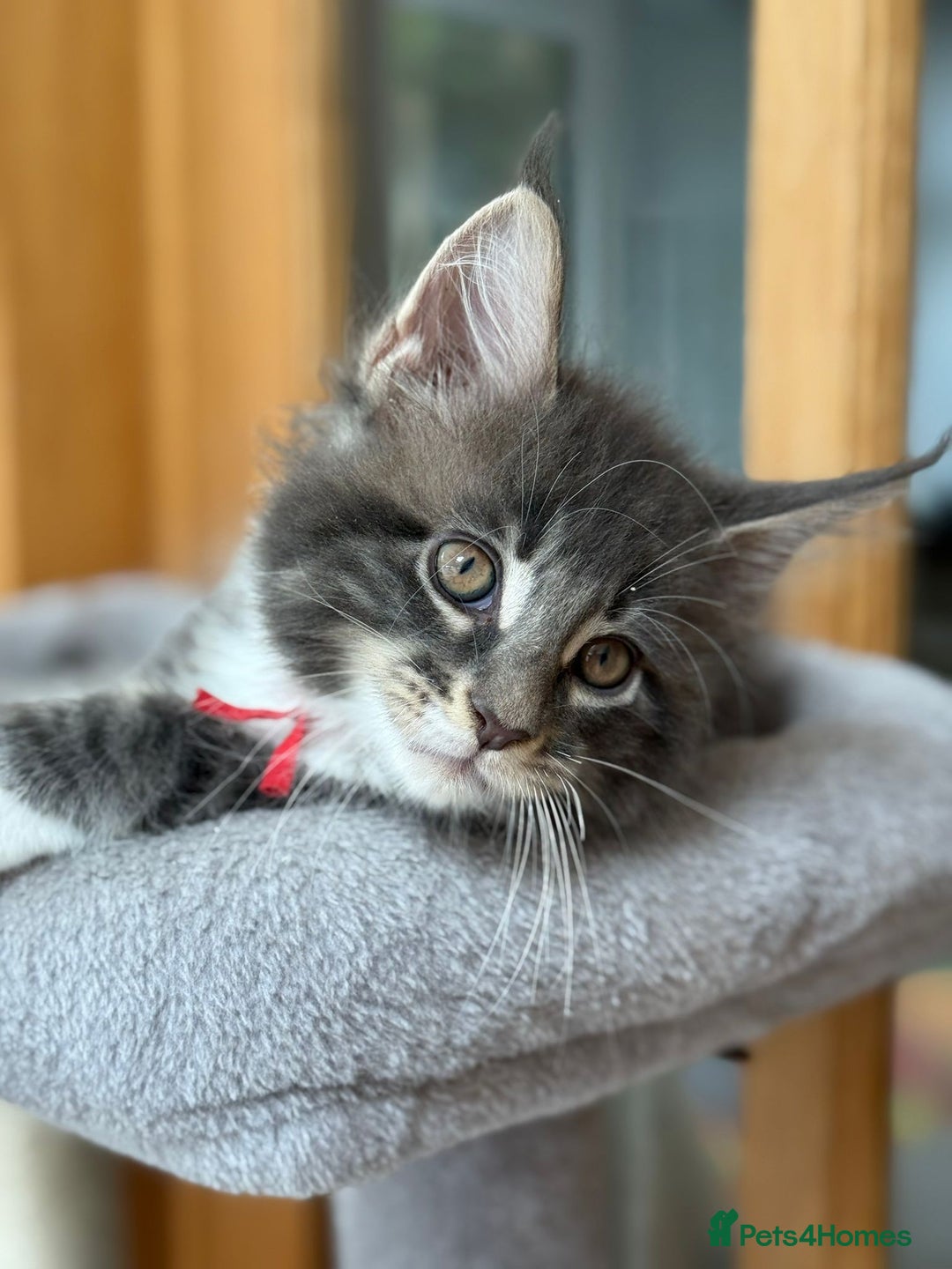 Maine Coon cats for sale: 2 Beautiful pedigree TICA reg Maine Coon kittens - Image 19