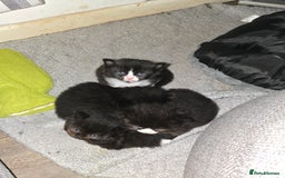 Mixed Breed cats for sale: Perdoll x maincoon x - Image 10