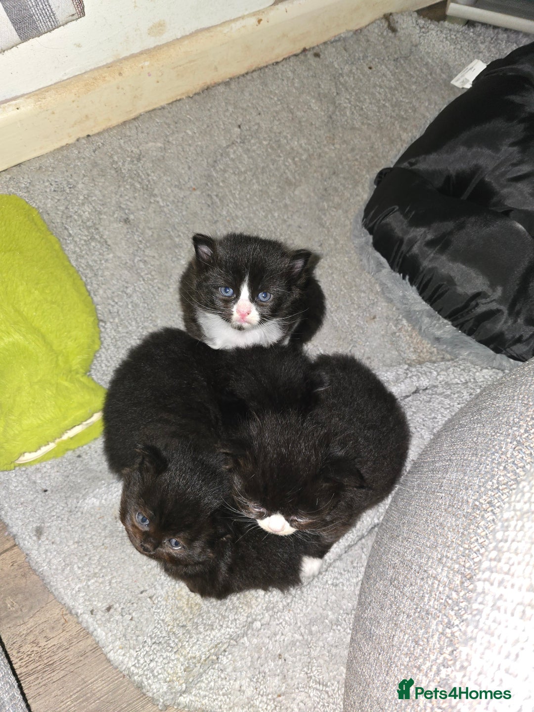 Mixed Breed cats for sale: Perdoll x maincoon x - Image 10