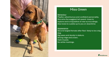 Rhodesian Ridgeback dogs in Scunthorpe - Advert 1