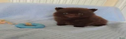 Pomeranian dogs for sale: 🐶 Tiny pomeranian puppies 🐶  - Advert 3
