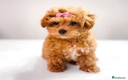 Maltipoo dogs for sale: ✨ Adorable Maltipoo Puppies Ready for New Homes! ✨ - Image 4
