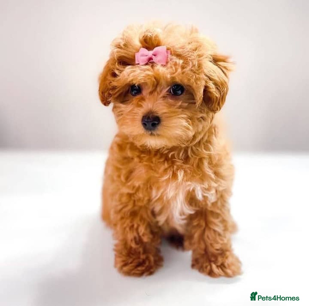 Maltipoo dogs for sale: ✨ Adorable Maltipoo Puppies Ready for New Homes! ✨ - Image 4