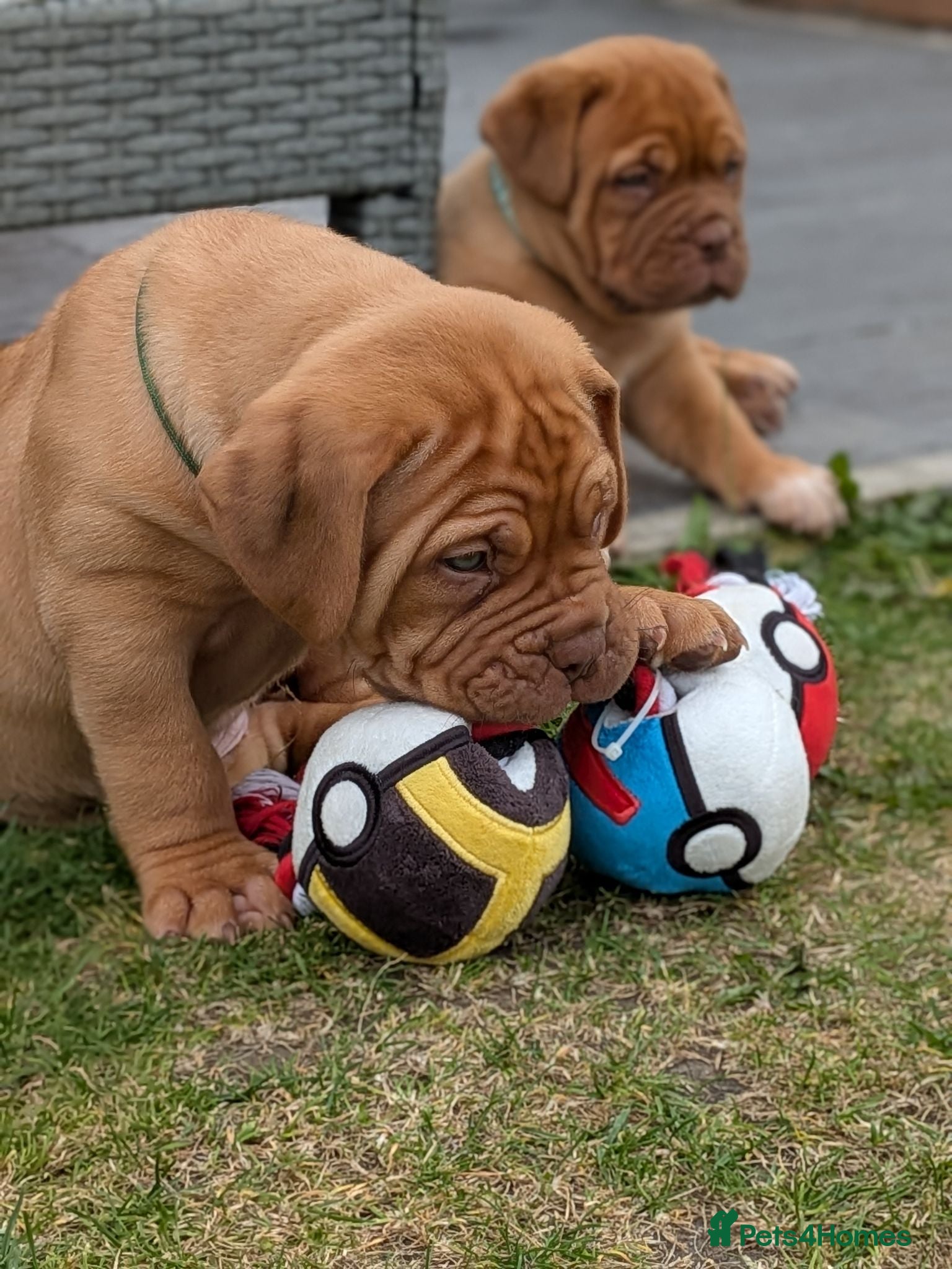 Dogue De Bordeaux dogs 5 girls 1 boy  - Advert 1