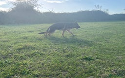 German Shepherd dogs for sale: 25 years experience breeding German Shepherds  - Image 19