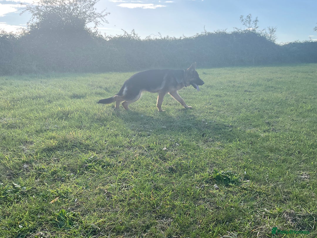 German Shepherd dogs for sale: 25 years experience breeding German Shepherds  - Image 19
