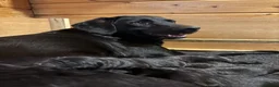 Labrador Retriever dogs for sale: Working Labradors  in Cheltenham - Advert 3