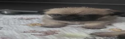 Mixed Breed dogs for sale: Pugzu - Advert 3