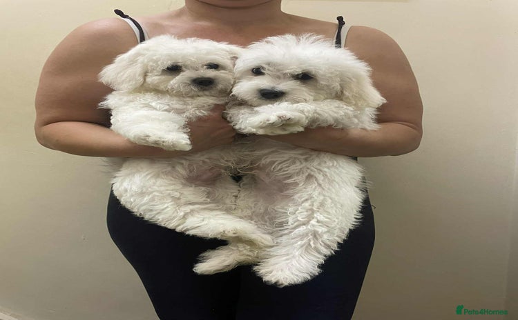 Maltese dogs - Advert 5