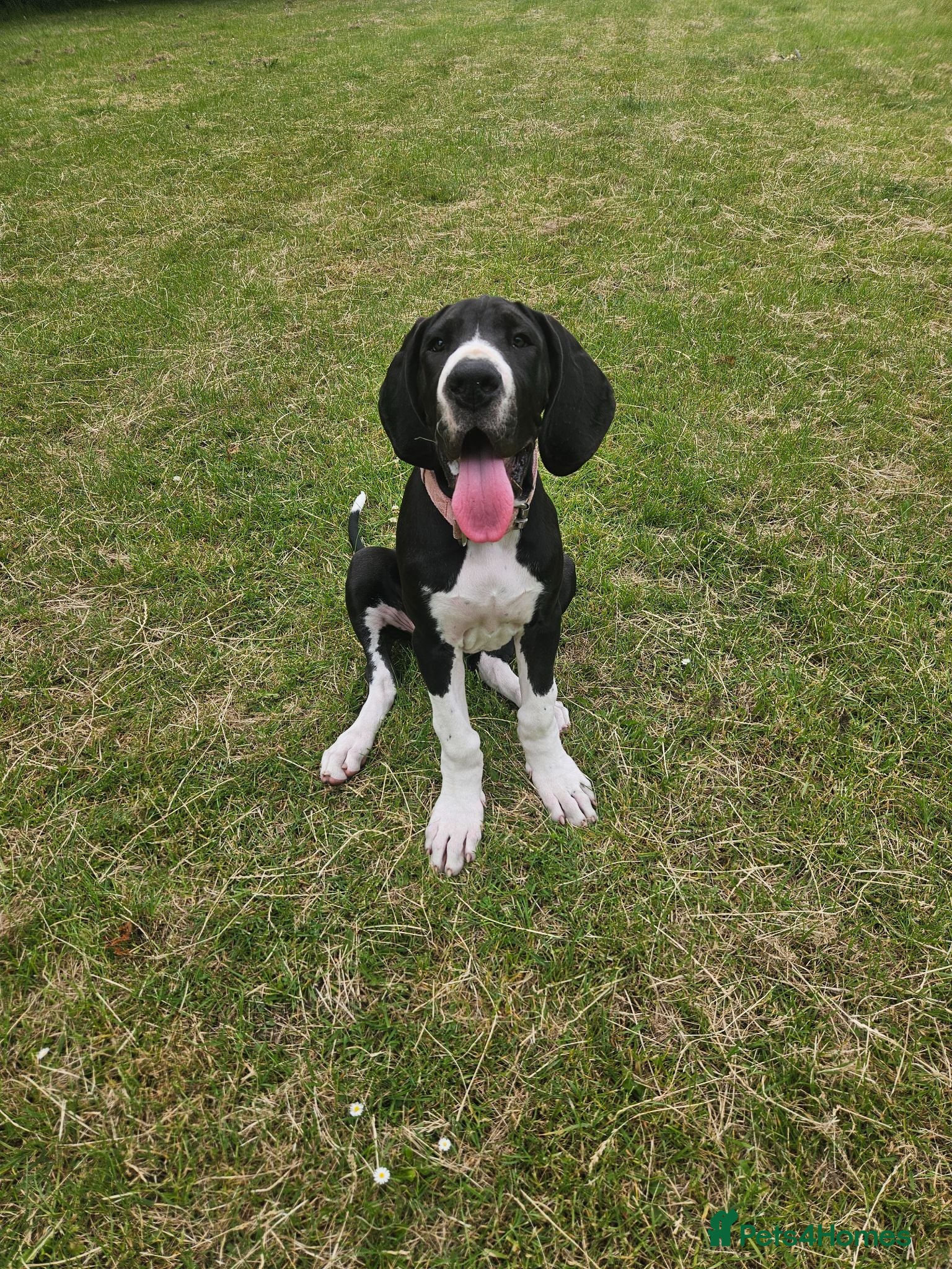 Great Dane dogs Must go to a loving home  - Advert 5