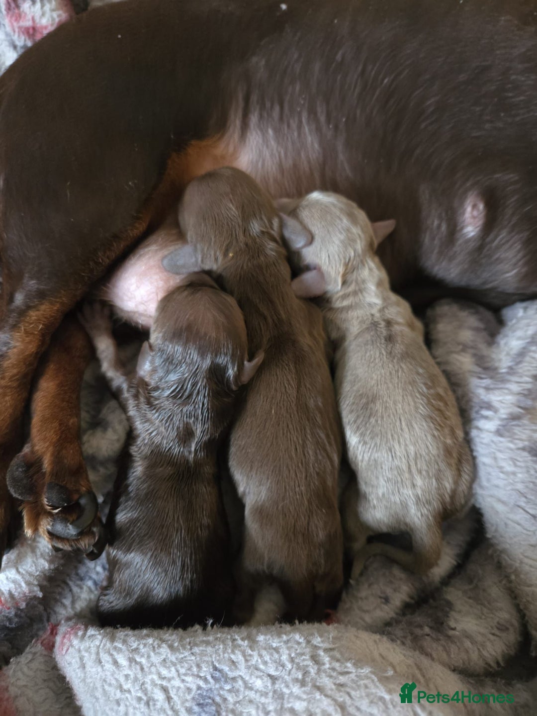 Miniature Dachshund dogs for stud: Isabella and Tan miniature dachshund for stud - Advert 11