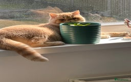 Exotic cats for sale:  Cream Exotic Male - Image 7